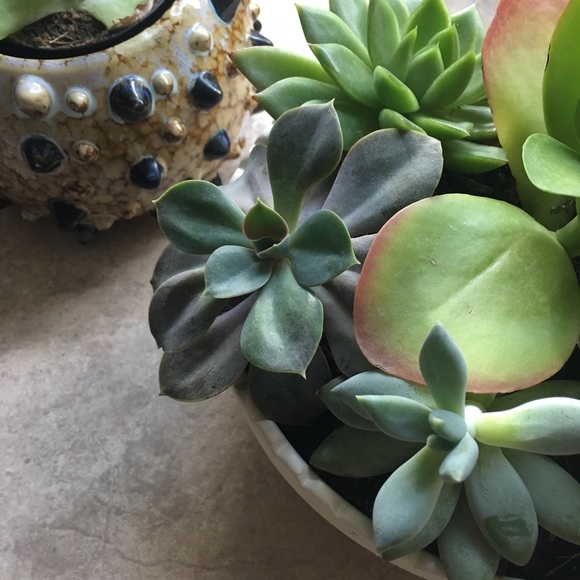 Meet your Posher, BossLadyBug - Picture 1 of 1